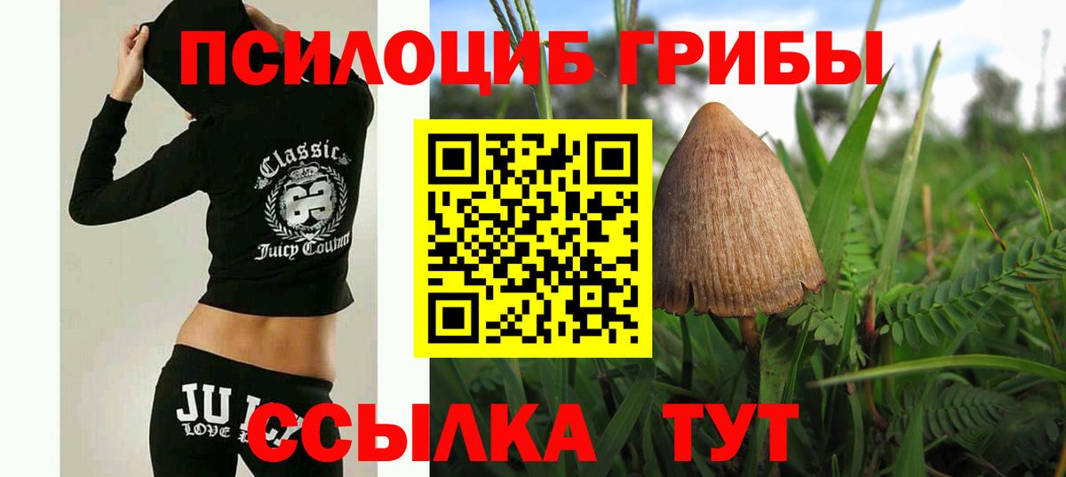 Псилоцибиновые грибы Psilocybe Конаково